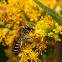 Colletes species bee