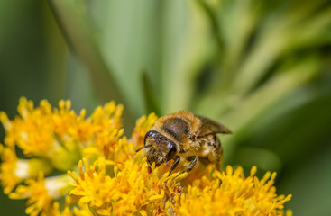 Colletes species bee