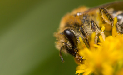 Colletes species bee