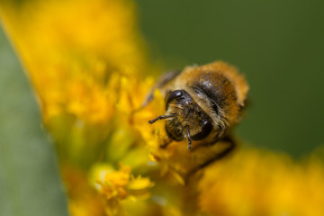 Colletes species bee