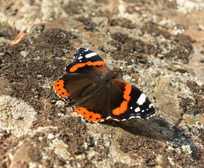 Fototapeta na wymiar The beautiful orange butterfly Admiral (Vanessa atalanta) sits on stone covered with moss.
