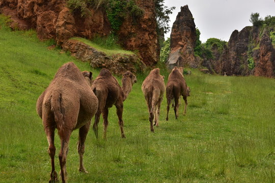 Cebras y camellos en el parque de cabarceno, Cantabria