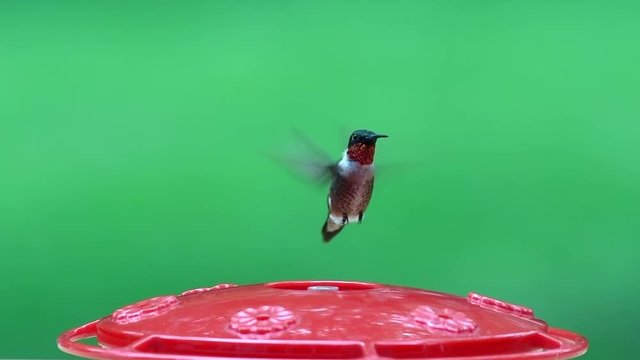 Male ruby throat hummingbird at feeder slo-mo