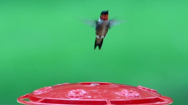 Male ruby throat hummingbird at feeder slo-mo
