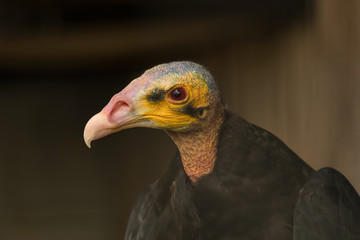 Vulture