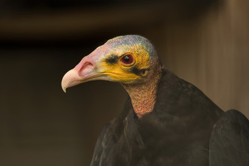 Vulture