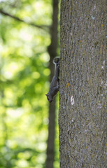 Baby Squirrel