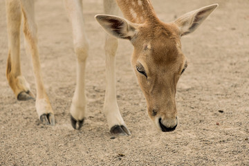 Doe