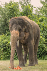 Fototapeta premium Elephant
