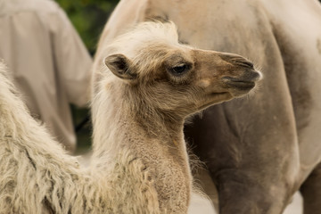 Camel