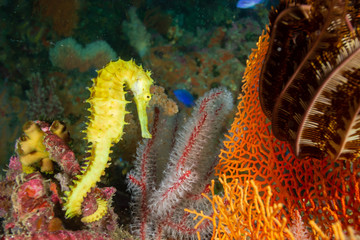 A cute, bright yellow Thorny Seahorse on a tropical coral reef © whitcomberd