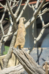 View of meerkat