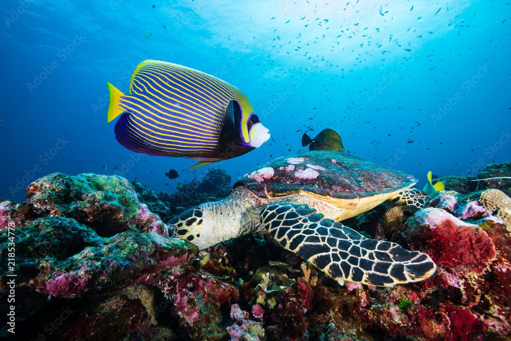 Wall mural a hawksbill sea turtle surrounded by tropical fish feeding on a coral reef