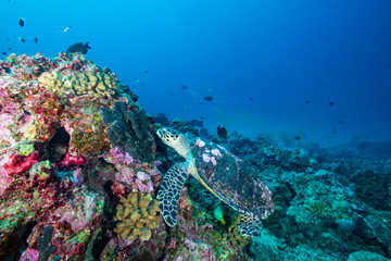Naklejka na ściany i meble A Hawksbill Sea Turtle surrounded by tropical fish feeding on a coral reef
