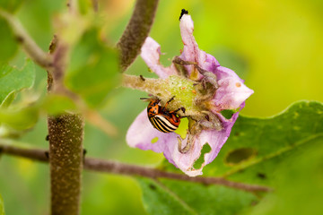an image of Colorado beetle on potato leaf