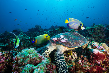 Fototapeta na wymiar A Hawksbill Sea Turtle surrounded by tropical fish feeding on a coral reef