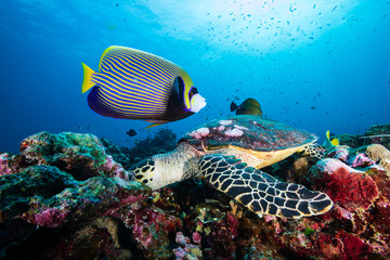 Naklejka na ściany i meble A Hawksbill Sea Turtle surrounded by tropical fish feeding on a coral reef
