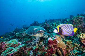A Hawksbill Sea Turtle surrounded by tropical fish feeding on a coral reef
