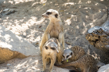Fototapeta premium View of meerkats