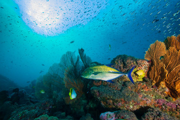 Colorful Trevally on a tropical coral reef