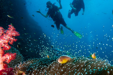SCUBA divers looking at a family of beautiful Skunk Clownfish on a tropical coral reef