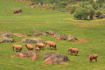 Elefante en la sabana africana
