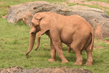 Elefante en la sabana africana