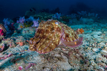 Beautiful Pharaoh Cuttlefish on a colorful tropical coral reef