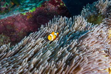 Cute False Clownfish in a large anemone on a tropical coral reef