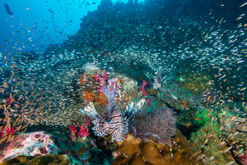 Fototapeta na wymiar Colorful Lionfish surrounded by tropical fish on a coral reef in the Andaman Sea