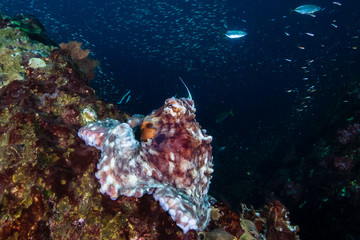 Fototapeta na wymiar A pair of mating Octopus on a beautiful, colorful tropical coral reef at dusk