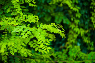 Flora deciduous forests