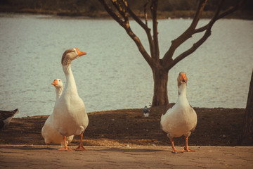 Ganso  Parque Centenário 