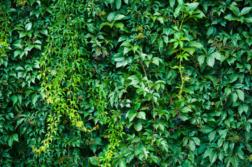 Flora deciduous forests