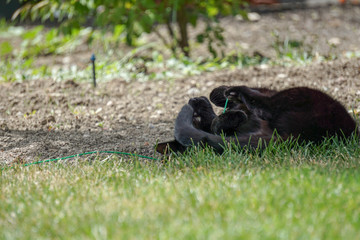 Black Cat Outside on a Harness