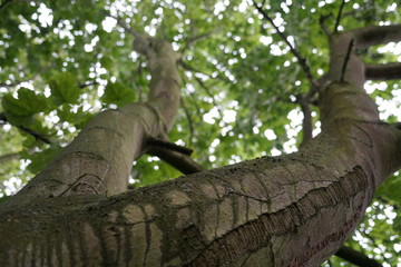 Close up with a tree