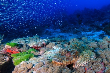 Fototapeta na wymiar A well hidden Scorpionfish lying in wait for prey on a dark, tropical coral reef