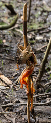 fish offering