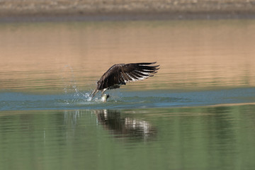 Naklejka premium Osprey catching fish from the lake.
