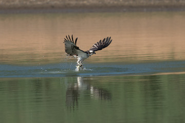 Osprey catching fish from the lake.