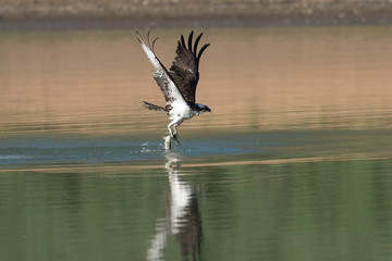 Osprey catching fish from the lake.