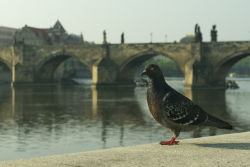 blue dove sits on the background of the Charles Bridge and the historic city center in Prague by the river