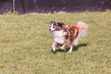 Portrait of Continental Toy Spaniel dog living in belgium