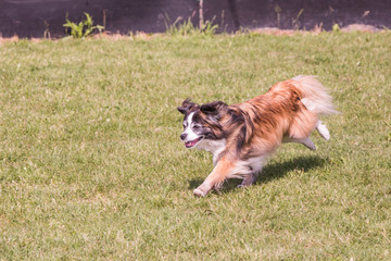 Portrait of Continental Toy Spaniel dog living in belgium