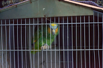 Papagaio preso