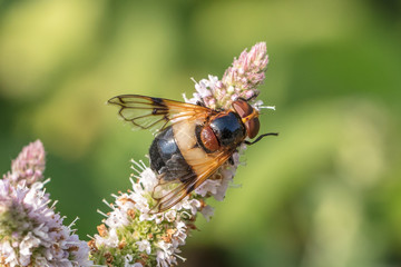 gemeine waldschwebfliege