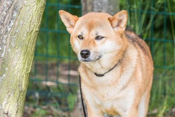 Portrait of shiba inu living in belgium