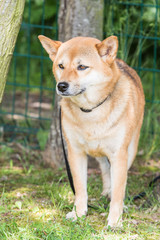 Portrait of shiba inu living in belgium