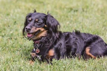 Portrait of  dachshund dog living in belgium
