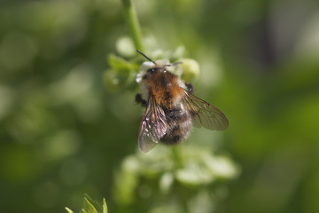 Biene an Basilikumblüte